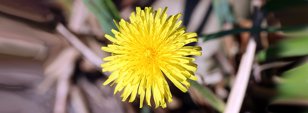 © insa / stock.adobe.com Nahaufnahme einer leuchtend gelben Löwenzahnblüte mit grünen Blättern im Hintergrund.